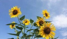 太原汽车托运到平度怎么收费